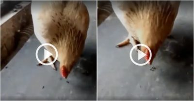 Video: Gà mái kỳ lạ thích ăn đinh ốc sắt