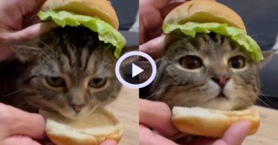 Video dễ thương: Độc lạ chiếc bánh Hamburger mèo cưng