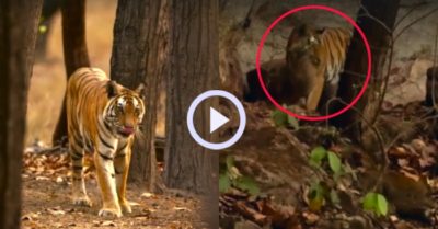 Video: Hổ mẹ kịp thời cứu đàn con khỏi vuốt gấu lợn