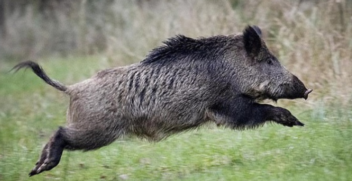 Những điều thú vị có thể bạn còn chưa biết về lợn rừng