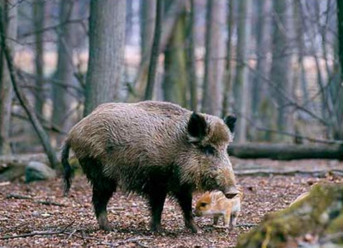 Video: Dễ thương cảnh lợn rừng mẹ dạy đàn con cách sinh tồn