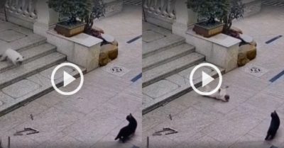 Video: Cún con ngã lộn nhào khi chạy xuống bắt nạt mèo