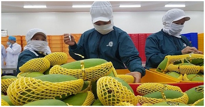 Thị phần xuất khẩu rau quả của Việt Nam sang Trung Quốc giảm mạnh (ảnh: Bộ Công Thương).