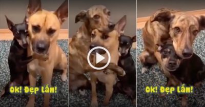 Video: Ba cún cưng tạo dáng chuyên nghiệp để chụp ảnh