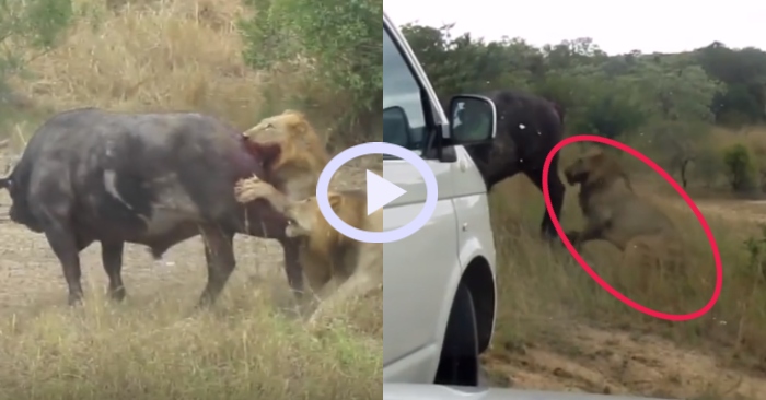 Video: Trâu rừng nhanh trí chọc thủng lốp xe để thoát khỏi sư tử