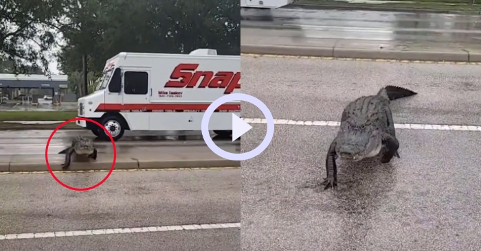 Video: Cá sấu thản nhiên tung tăng băng qua đường phố