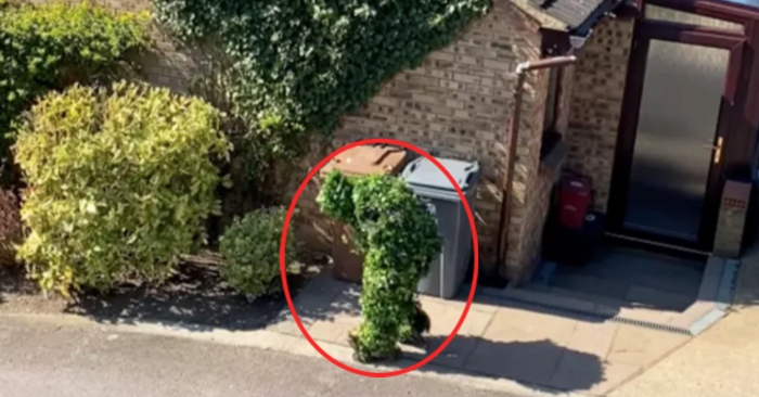 Video: Phát hiện hàng xóm cải trang thành bụi cây để ra khỏi nhà