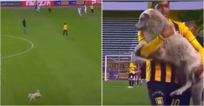 Video: Chó cưng ‘đại náo’ trận đấu bóng đá, sau đó được bế ra