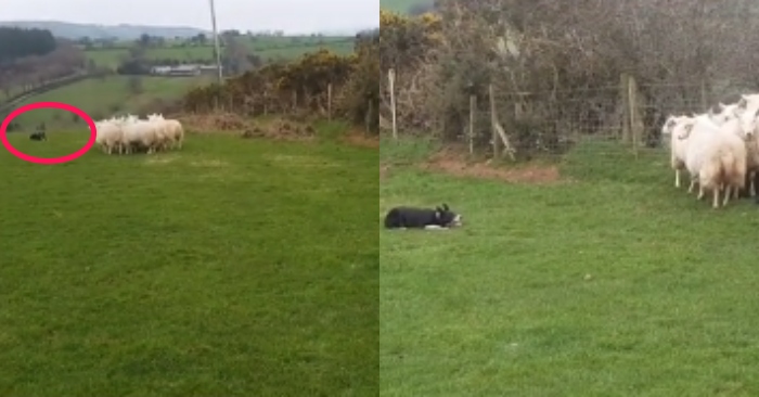 Video: Cái tên chó chăn cừu đâu phải tự nhiên mà có