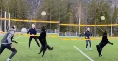 Video: Chó chơi bóng chuyền điệu nghệ cùng VĐV chuyên nghiệp