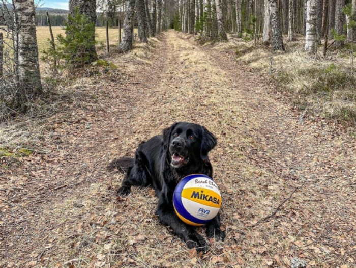 Video: Cô chó chơi bóng chuyền điệu nghệ cùng VĐV chuyên nghiệp