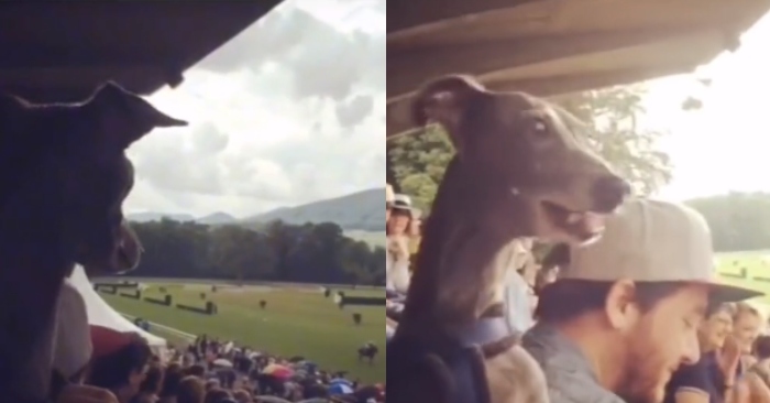 Video: Chó cưng cổ vũ nhiệt tình khi xem đua ngựa cùng chủ