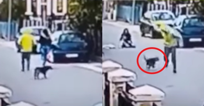 Video: Chó cưng giải cứu cô gái khỏi kẻ cướp túi xách