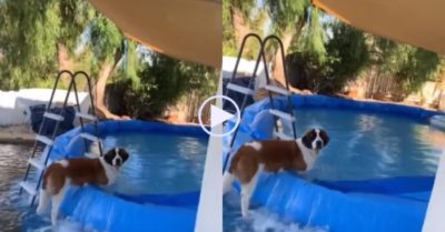 Video: Chó cưng xả nước từ hồ bơi khiến căn nhà như ‘ngập lụt’