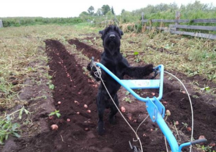  Chú chó bơm nước, cày ruộng, giúp chủ làm nông nghiệp