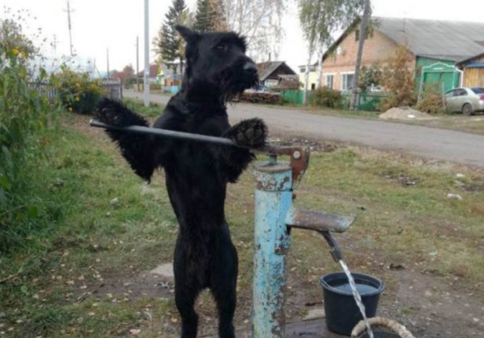 Video: Chú chó dẫn nước vào ruộng giúp chủ nhân