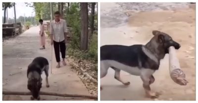 Video: Chú chó hiểu chuyện, nhấc cành cây chắn ngang đường khi thấy người mù đi qua