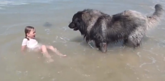 Video: Sợ cô chủ bị đuối nước khi tắm biển, chú chó cắn áo lôi vào bờ