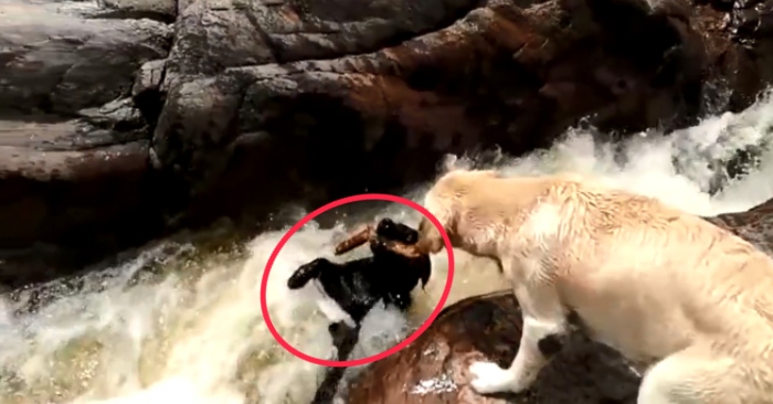 Video: Chú chó nhanh trí cứu đồng loại khỏi dòng nước chảy xiết