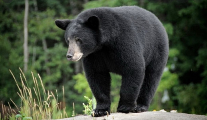 Video: Chú gấu đen xông vào tiệc cưới khách vẫn thản nhiên ngồi ăn cỗ