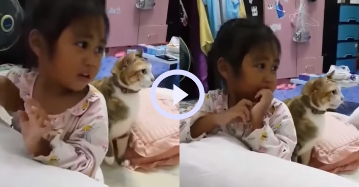 Video: Chú mèo cưng ra sức bảo vệ cô chủ nhỏ của mình