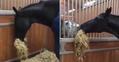Video: Ngựa lấy rơm đưa cho đồng loại ăn qua song sắt