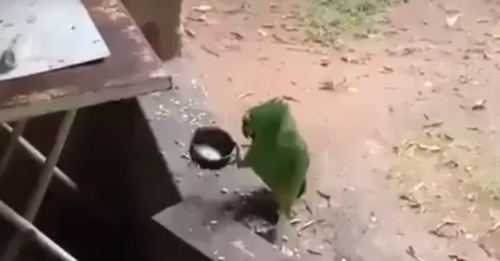 Video: Chú vẹt xanh liên tục gõ nồi xin chủ cho thức ăn