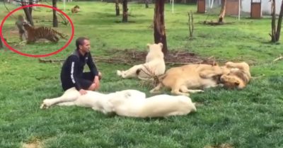 Video: Hổ quật ngã báo hoa mai cứu mạng người quản thú