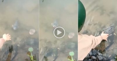 Video: Con cá ngoi lên, bơi lại gần bờ khi được vẫy gọi