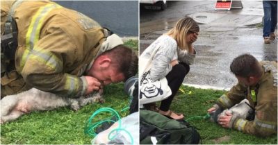 Khoảnh khắc xúc động: Lính cứu hoả hô hấp nhân tạo cho con chó bị ngạt sau đám cháy