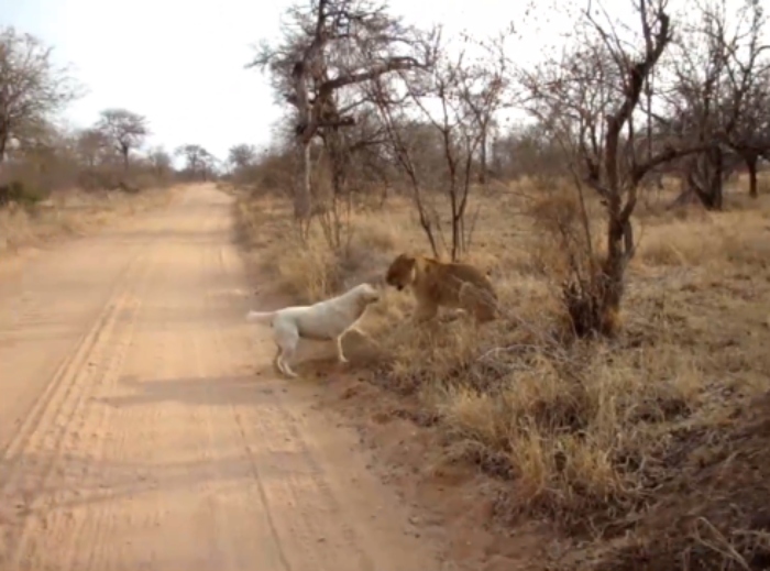 Video: Hai chú cún con vô tư đùa giỡn cùng sư tử