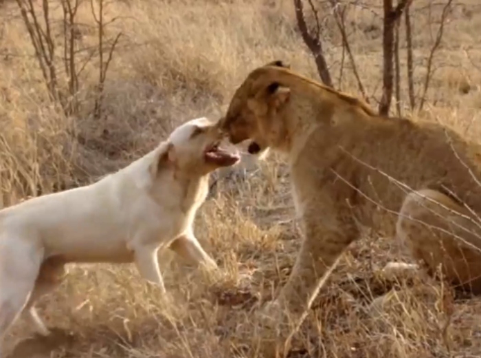 Xem thêm: Chó nhà 'giỡn mặt' với sư tử và phản ứng bất ngờ của "nhà vua"