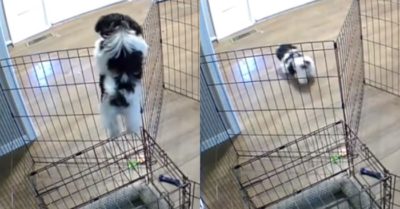 Video: Chú cún ‘vượt ngục’ IQ 2000