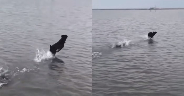 Mời quý độc giả xem video cún cưng khinh công trên mặt nước