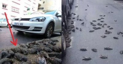 Hơn 200 con chim sáo đá rơi như mưa, nằm la liệt trước bệnh viện