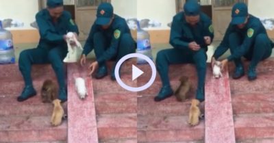 Video: Đàn cún thích thú khi được hai thanh niên cho chơi cầu trượt