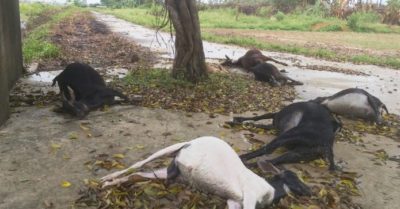 Nghệ An: Đàn dê lăn đùng ra chết bất thường trong nghĩa địa