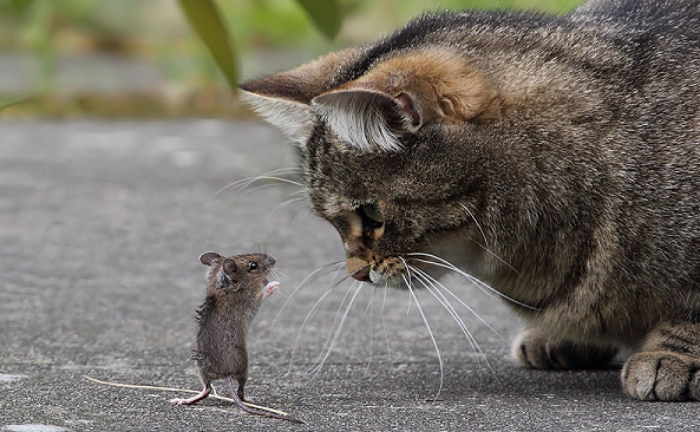 Video: Chú mèo vồ chuột với kỹ năng thuần thục và kiên nhẫn
