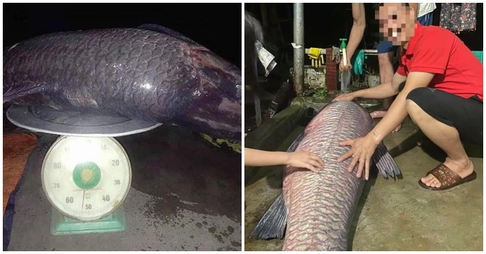 Con cá trắm đen khủng nặng 52kg mà ngư dân đánh bắt được (ảnh chụp màn hình trên báo Dân Trí).