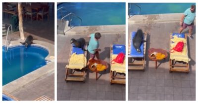 Video: Sư tử biển tắm trộm hồ bơi, cướp ghế du khách để nghỉ ngơi