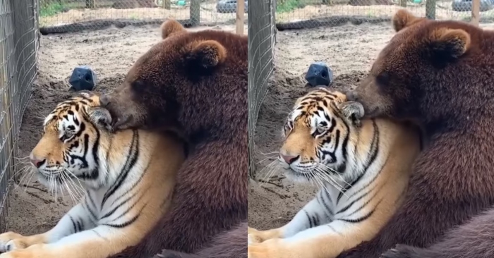 Video: Tình bạn đặc biệt của hổ và gấu khiến nhiều người bất ngờ