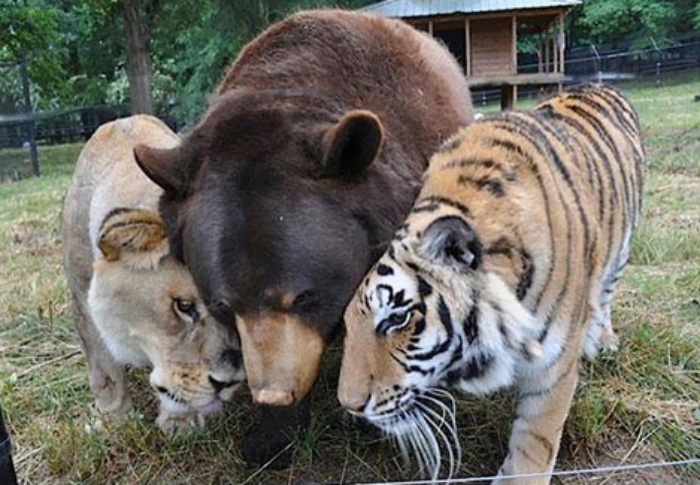 Video: Tình bạn đặc biệt của hổ và gấu khiến nhiều người bất ngờ