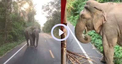 Video: Voi ‘khổng lồ’ chặn đường lấy mía trước khi cho xe đi qua