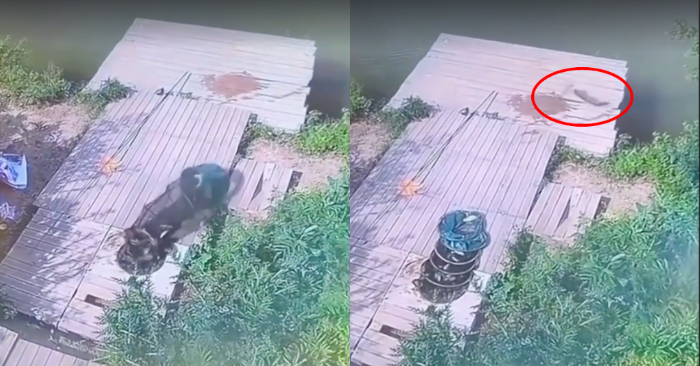 cá tẩu thoát