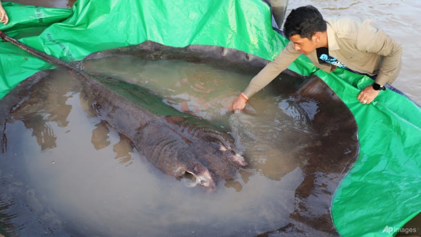 Con cá khổng lồ bị bắt trên sông Mê Kông (ảnh: Wonders of the Mekong).