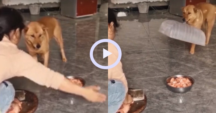 Video: Chó cưng thông minh lấy lồng bàn đậy thịt giúp chủ nhân