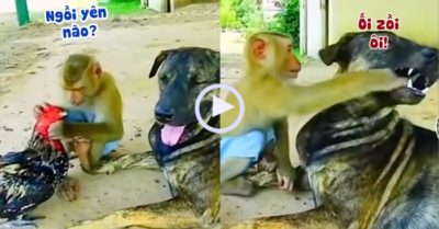 Video: Khỉ bắt chấy từ gà rồi quay sang bỏ vào miệng chó
