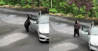 Video: Lấy hai chân mở cửa ôtô, gấu đen bỗng lùi bước khi nghe những tiếng la hét ‘khó hiểu’