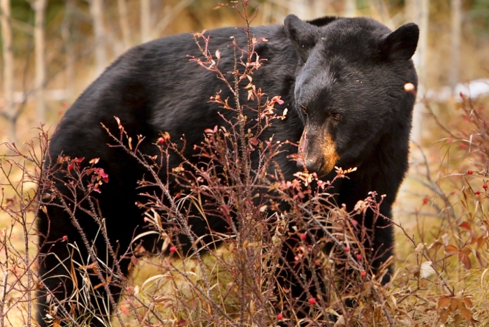 Video: Chú gấu hoảng hốt chạy vào rừng sau khi khi mở cửa xe ôtô