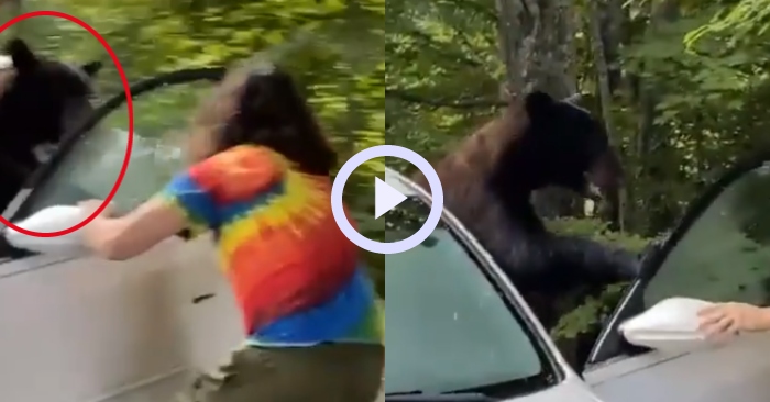 Video: Gấu vào xe ô tô chơi bị tài xế đuổi thẳng về rừng